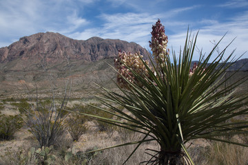 Blooming Yucca in the desert landscape