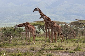 Naklejka na ściany i meble Giraffe family grazing near acacia tree African beautiful savanna green grassland 