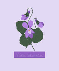Bouquet of violets on a delicate background. Greeting card for mother's day. Wedding invitation. Print on clothes.