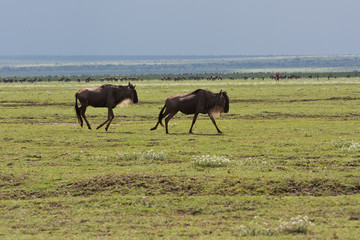 great migration of grazing wildebeests  on the boarder of Kenya and Tanzania savanna Serengeti and Masai mara 