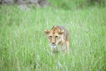 lioness  hunting east Africa Serengeti national park