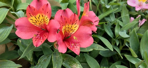 red vase flower in garden