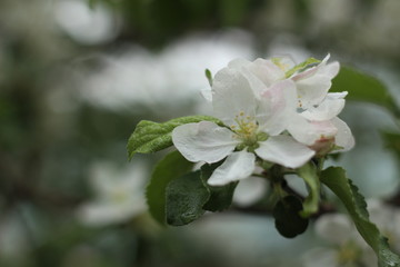 Obraz na płótnie Canvas Blooming Apple tree. Green. Lots of greenery. Spring. Summer. Apple blossoms. Apples. Apples in bloom. Budding Apple trees. Flowers.