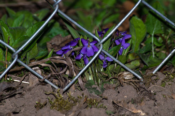 Small purple flowers on the ground among the metal chain-link fence