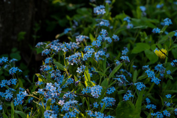 Forget-me-not plant meadow