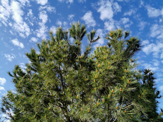 pine tree with new flowers over cloudy sky