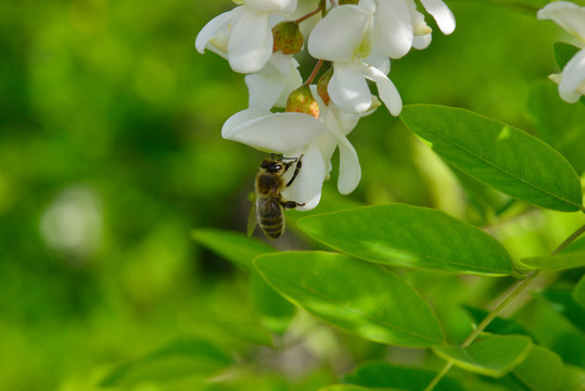 Une abeille butine une fleur blanche de Robinier faux-acacia