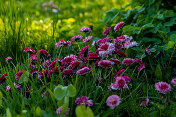 Lawn daisies in bloom