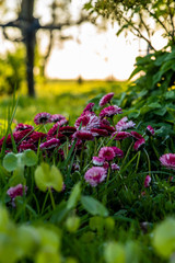 Lawn daisies in spring