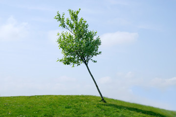 A single isolated young tree leaning at an angle, with a blue sky in the background