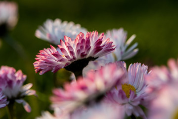 Pink and white daisies at spring © mellsva