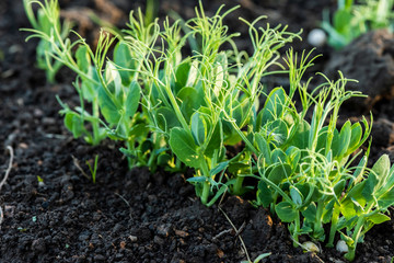 Healthy pea seedlings close up