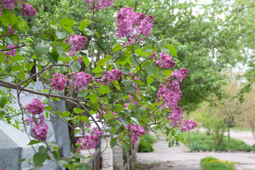 pink  lilac flowers