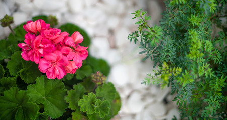 flowers in the garden