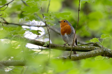 Robin singing in a tree on a spring day