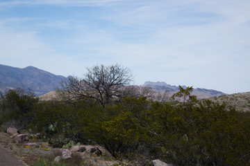 Desert Landscape