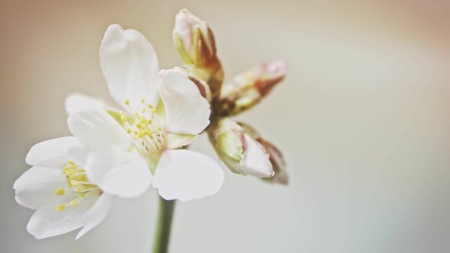 timelapse almond flowers on a twig open in the sun