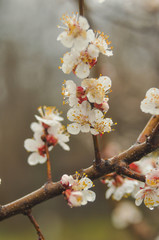 flowering tree in the snow
film photography