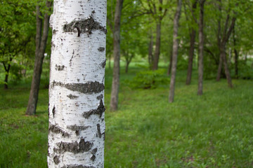 tree trunk in the forest