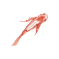 Obraz na płótnie Canvas gold fish - poissons rouges - carpes koi