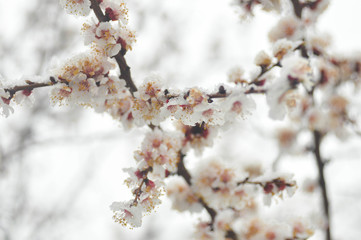 flowering tree in the snow
film photography