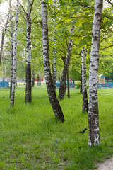 birch grove in spring