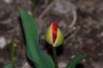 Photo of red tulips in spring