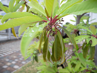 New and old leaves of yuzuriha