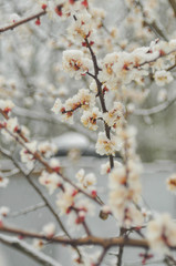 flowering tree in the snow
