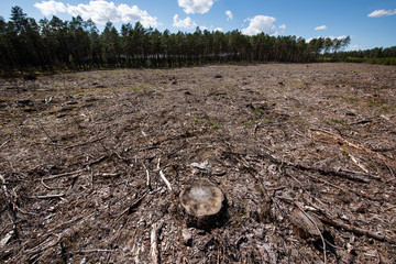 Stubble field, felled trees against the background of the forest, ecological cadastre