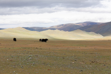 Obraz premium Yaks grazes in the steppes of Mountain Mongolia Altai