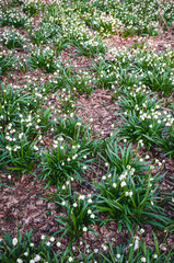 Blooming field of white snowdrop flower in spring garden