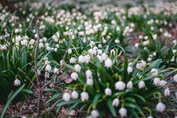 Blooming field of white snowdrop flower in spring garden