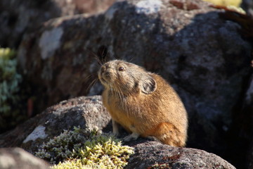 Cute small pika that lives in rocky place