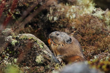 Cute small pika that lives in rocky place