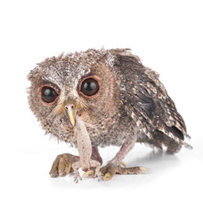 Owl hunt isolated on a white background