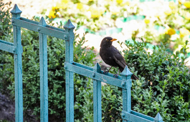 Beautiful little bird sitting on branch in natural background.
