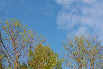 trees and sky