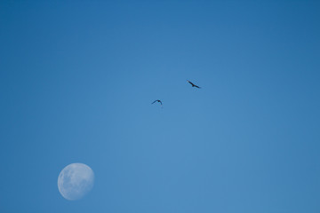 Landscape with birds flying and moon in blue sky