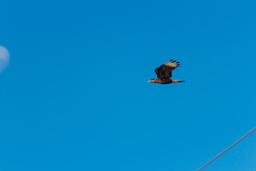 Southern Caracara, also known as Caracará, Carancho, Caracaraí, Hawk-Hawk and Hawk Hawk. Caracara plancus
