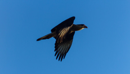 Southern Caracara, also known as Caracará, Carancho, Caracaraí, Hawk-Hawk and Hawk Hawk. Caracara plancus