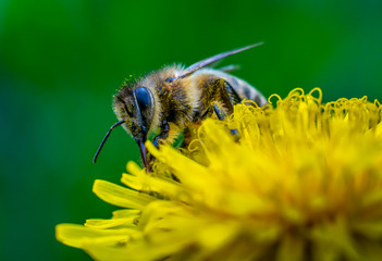 close-up shot of a bee covered with yellow pollen on a bright yellow dandelion