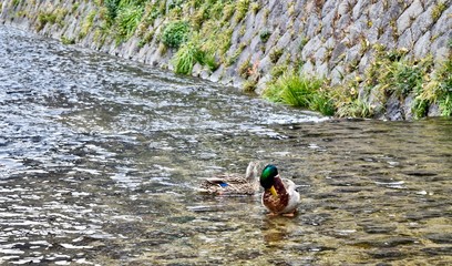 Ducks are swimming in river.