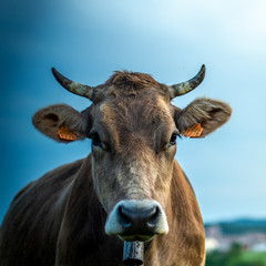 Portrait cow