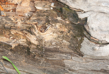 Fototapeta premium tree bark texture