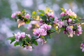 Pink flower of a blossoming apple tree in the evening.