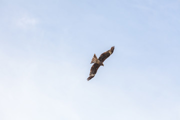 Falcon flies in the sky over steppes of Mongolia. Altai