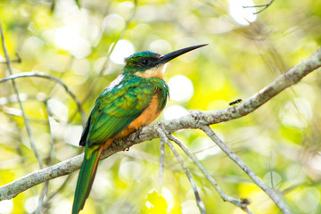 Fototapeta premium Ariramba de cauda ruiva, Galbula ruficauda. Rufous tailed Jacamar is a bird in the Galbulidae family.