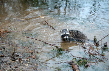 A racoon spotted in this Missouri pond looks a little nervous. Bokeh effect.