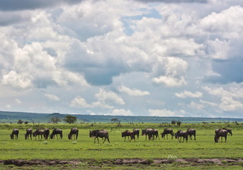 Naklejka na ściany i meble great migration of grazing wildebeests on the boarder of Kenya and Tanzania savanna Serengeti and Masai mara 